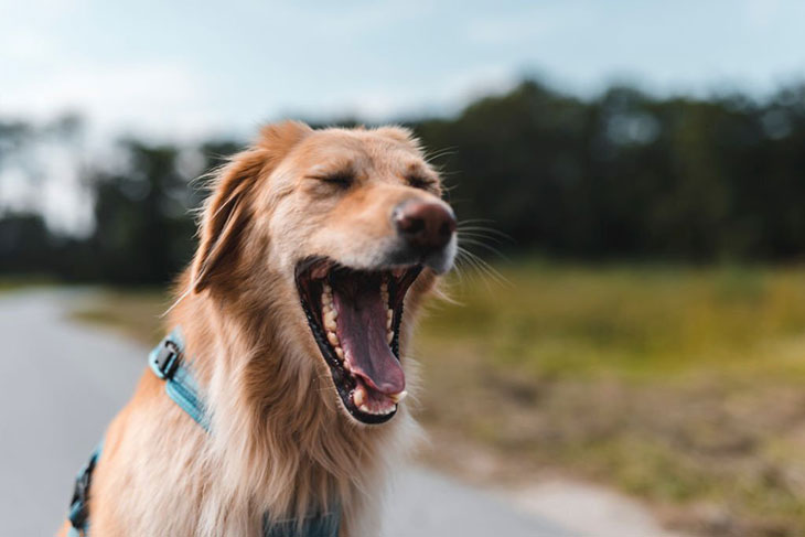 dog chatters teeth after yawning