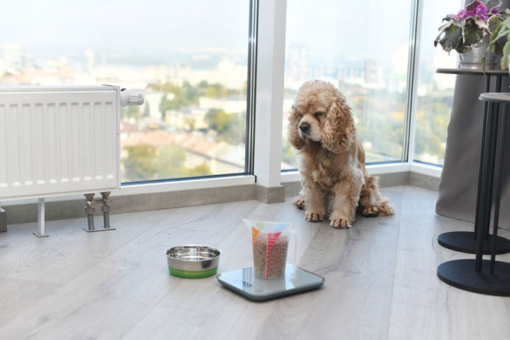 dog diet calculator