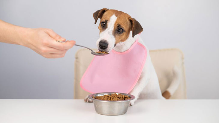 dog food good for teeth