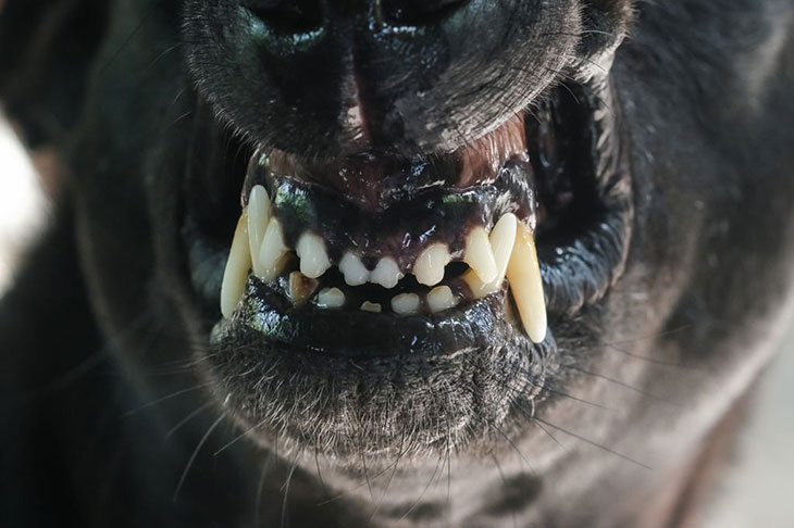 dog grinding teeth after yawning