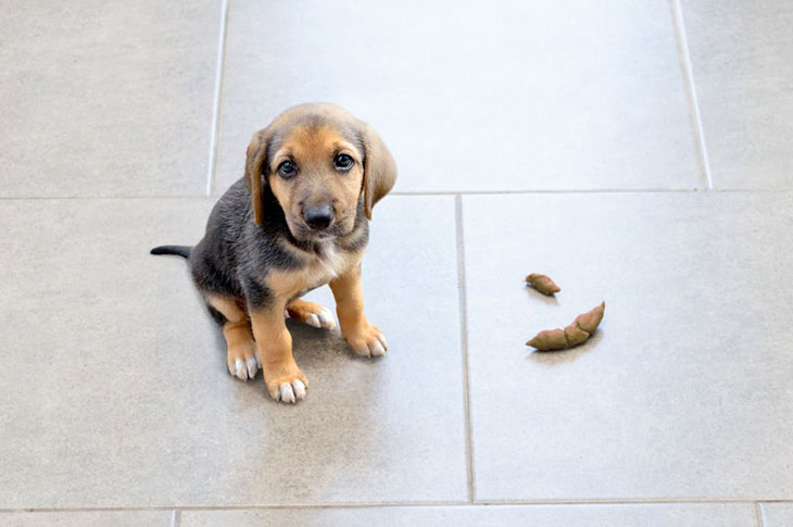 dog keeps squatting after pooping
