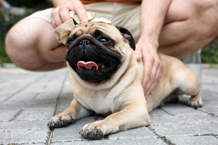 dog skin twitches when touched