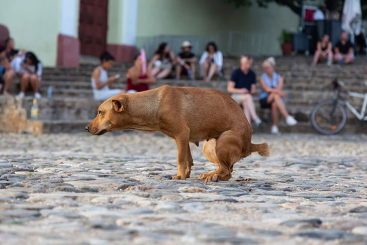 dog squats for a long time to poop