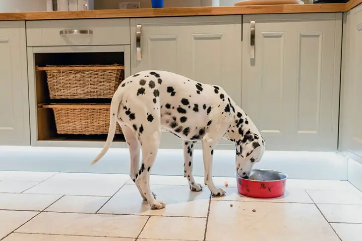 dog takes food out of bowl and eats on floor