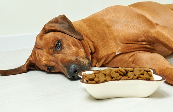 dog whines after eating dry food