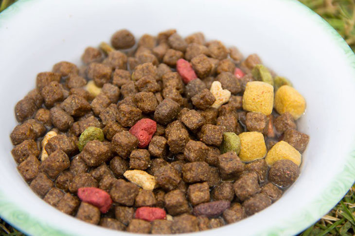 is it ok to add water to dry dog food