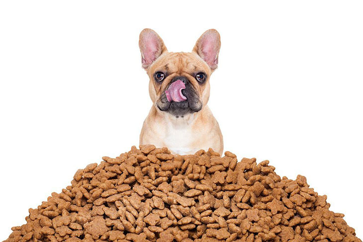 is it ok to feed a dog only dry food