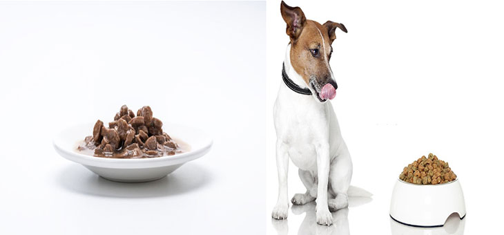 is wet dog food easier to digest than dry