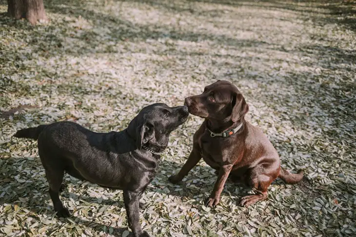 male dog licking female dog