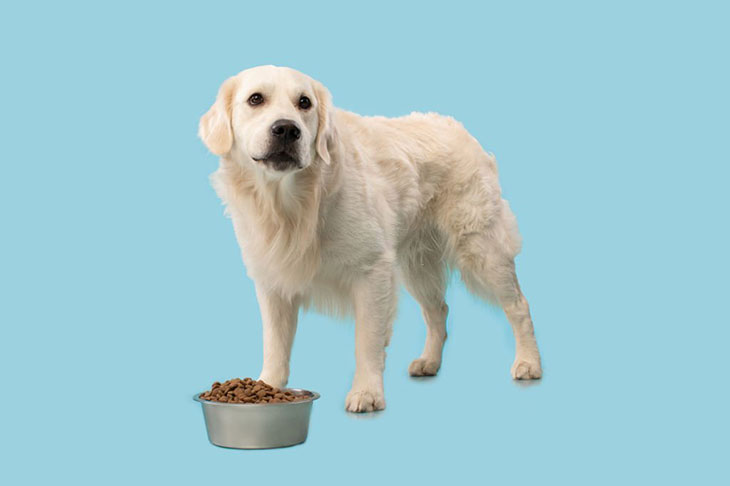 my dog won't eat dry dog food anymore