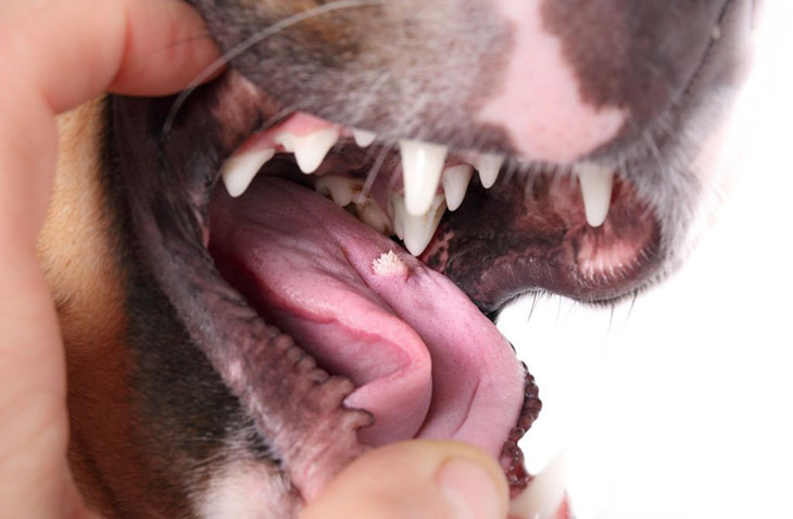 red spot on dog's tongue