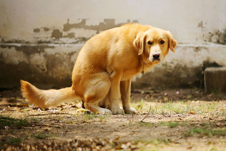 why is my dog squatting but not pooping