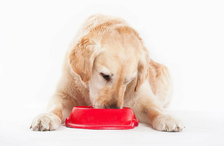 Can dogs eat dry oatmeal