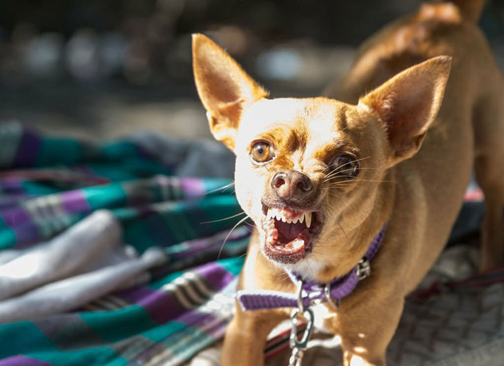 Chihuahua aggression
