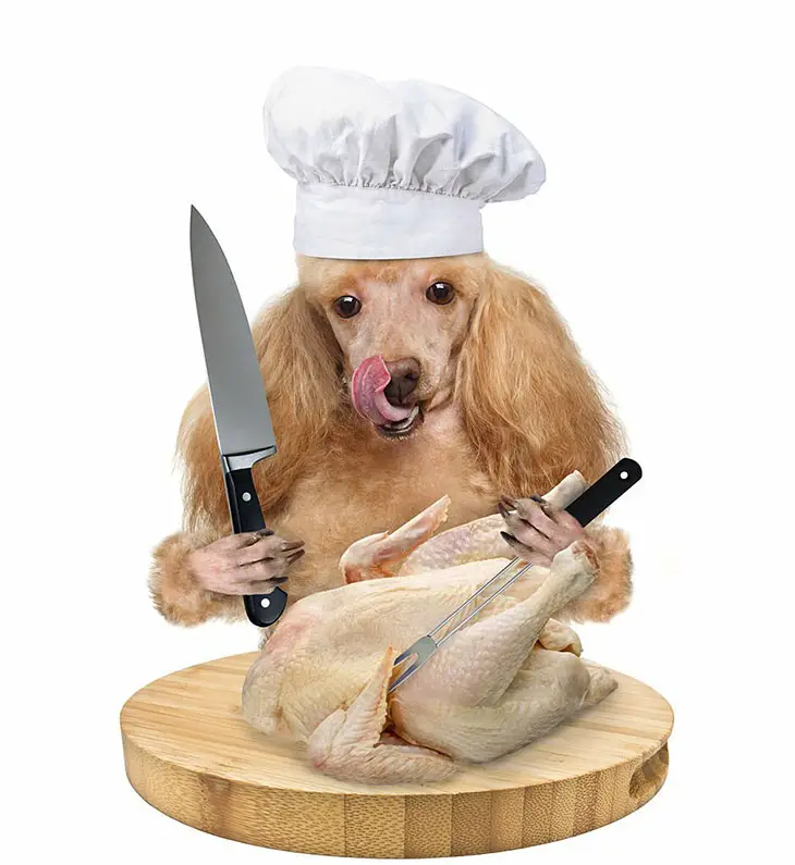 Does chicken upset a dog's stomach