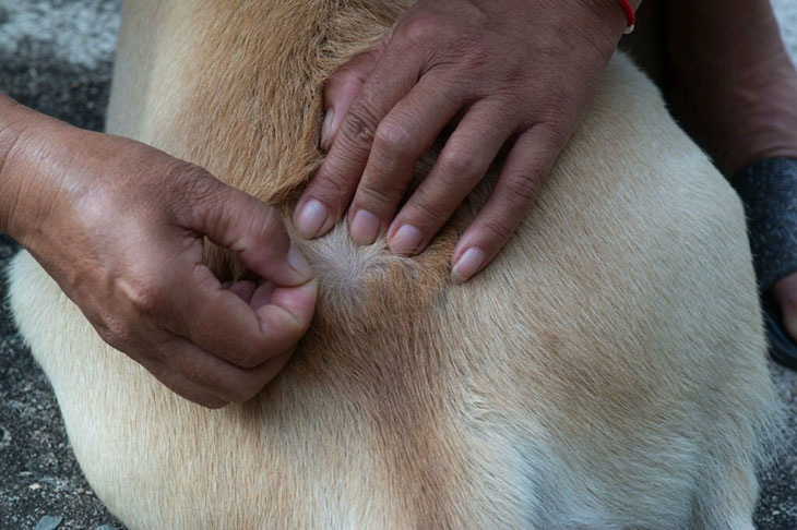 How To Remove Beggar Lice From Clothing