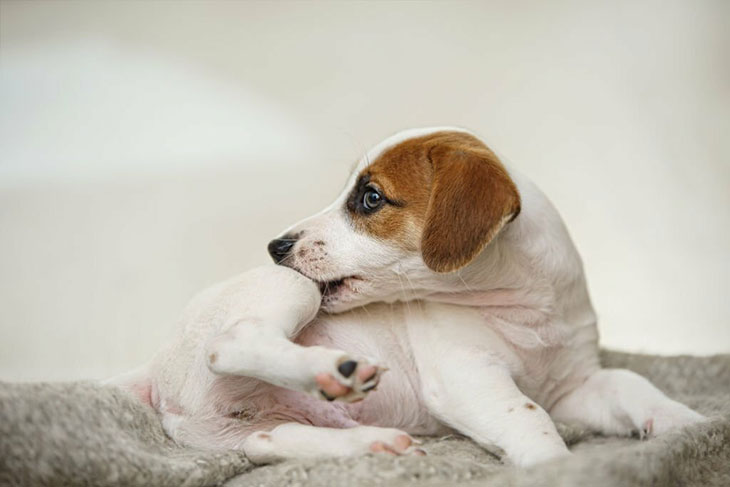 Tips For Preventing Beggar's Lice On Dogs