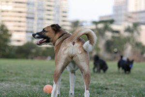 Female Dog Leaks Clear Fluid - 9 Proven Causes & Measure
