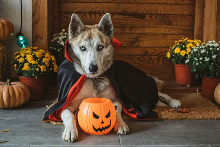 Why Does The Spirit Halloween Not Allow Dogs