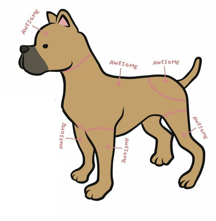 best place to scratch a dog