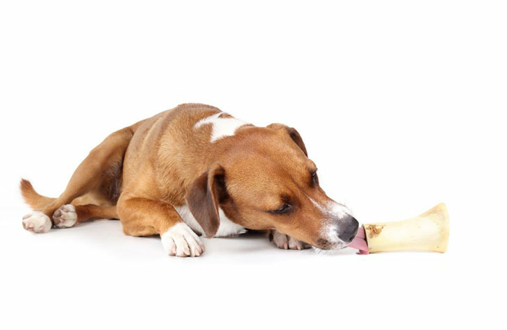 can dogs have beef marrow bones