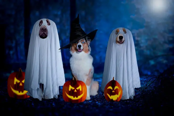does spirit halloween allow dogs
