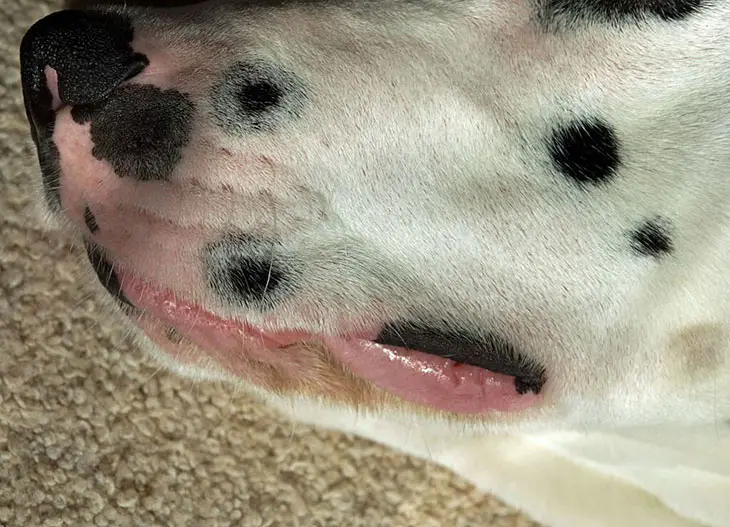 dog lips turning pink