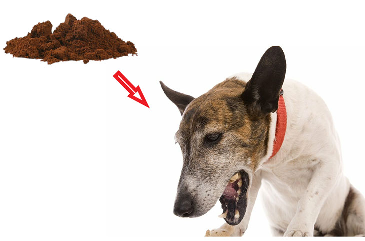 dog throwing up coffee grounds