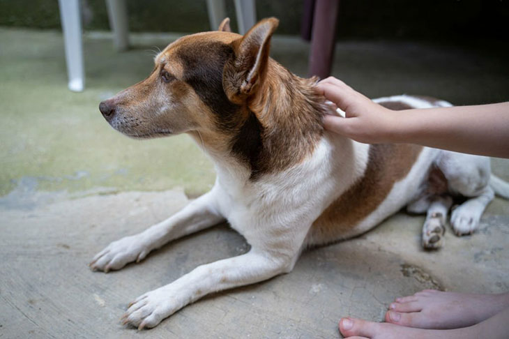 dog's favorite place to be pet