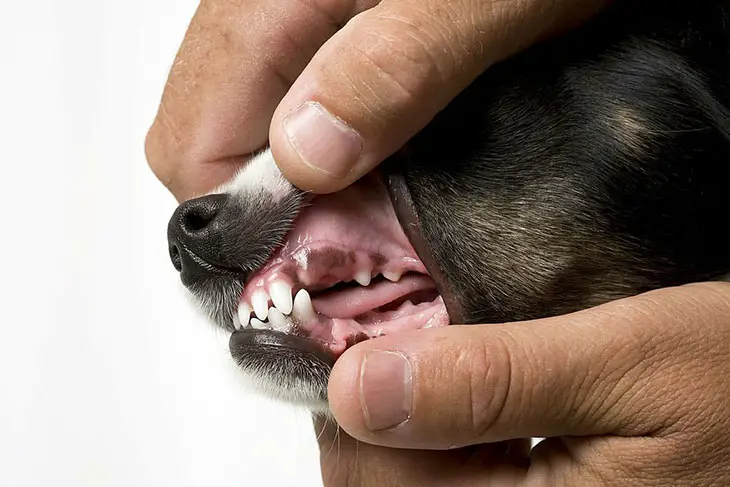 dogs' lips turning pink from black