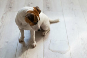 Female Dog Leaks Clear Fluid - 9 Proven Causes & Measure