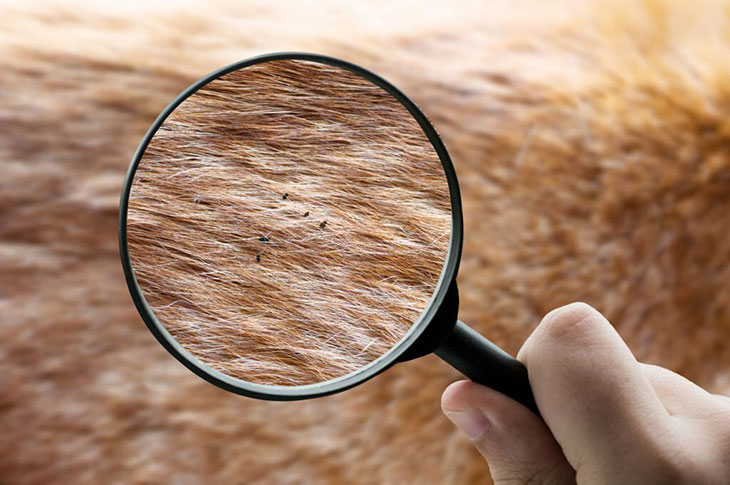 how to get beggar's lice off dog