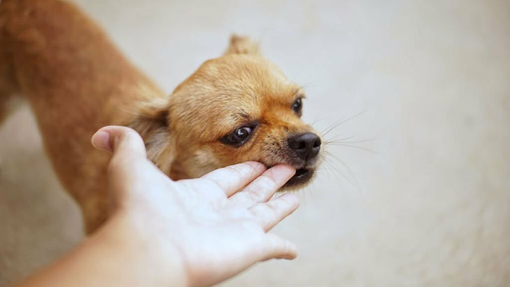 how to train a chihuahua not to be aggressive
