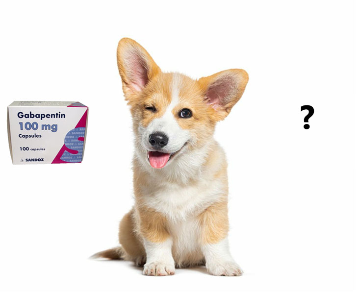 natural alternative to gabapentin for dogs