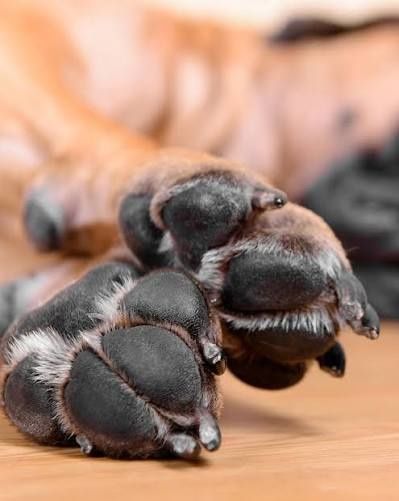 brittle dog nails thyroid and health check guide
