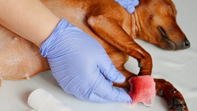 can a dog bleed out from a nail injury