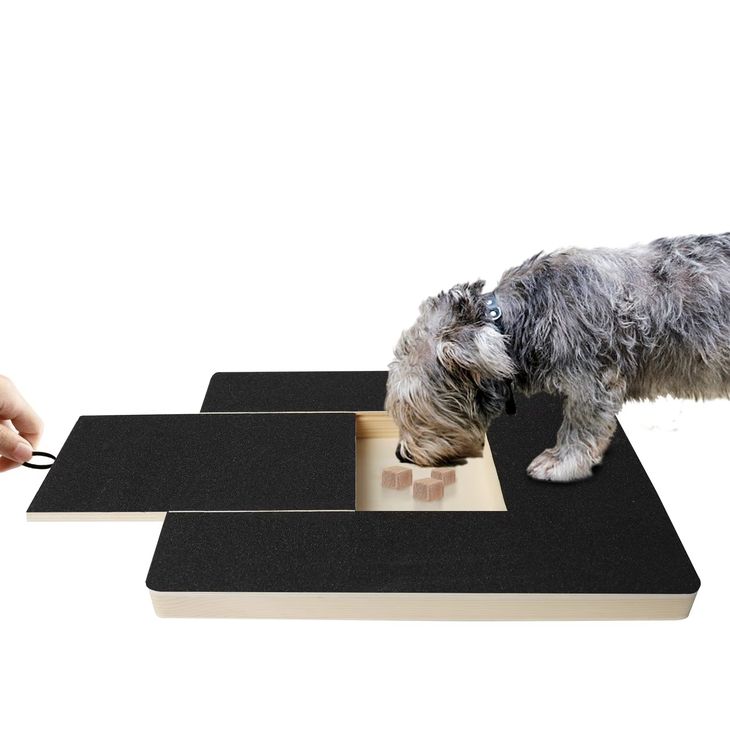 A close-up view of healthy canine paws walking on fine, natural sand showing how sand grains touch the claws