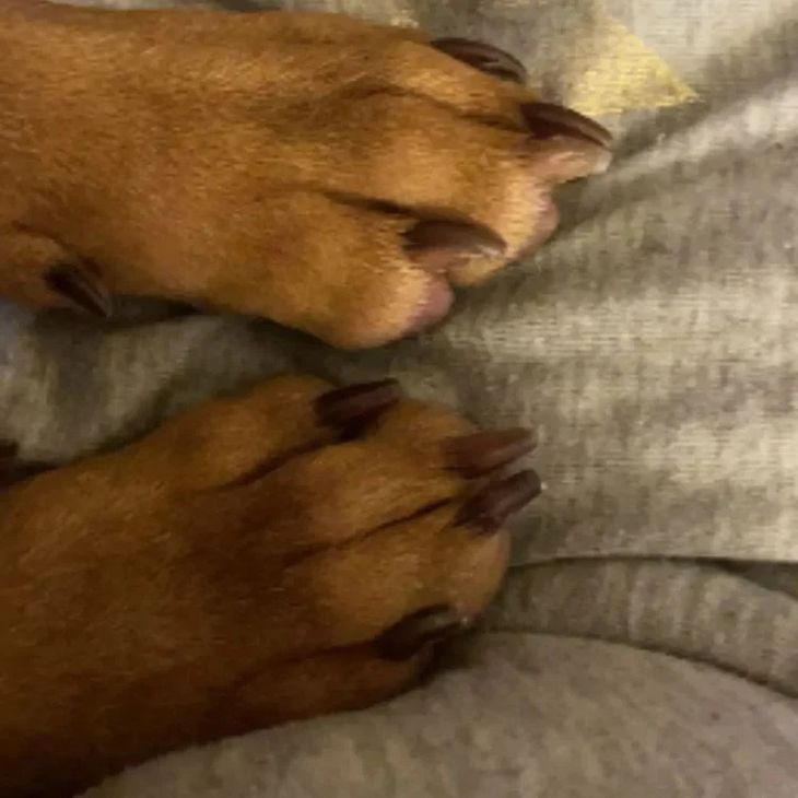 Close up view of safe grooming using a modern low-noise rotary tool to carefully file a dog's dark nails