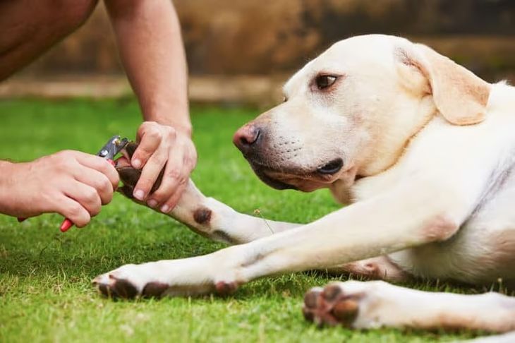 how to cut labrador dog nails