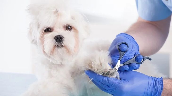 Owner trimming maltese puppy's nails calmly