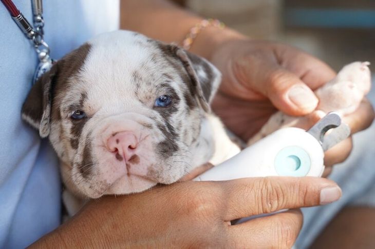 how to cut pitbull dog nails safely