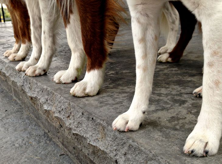A dog walking on concrete pavement to file down its nails naturally