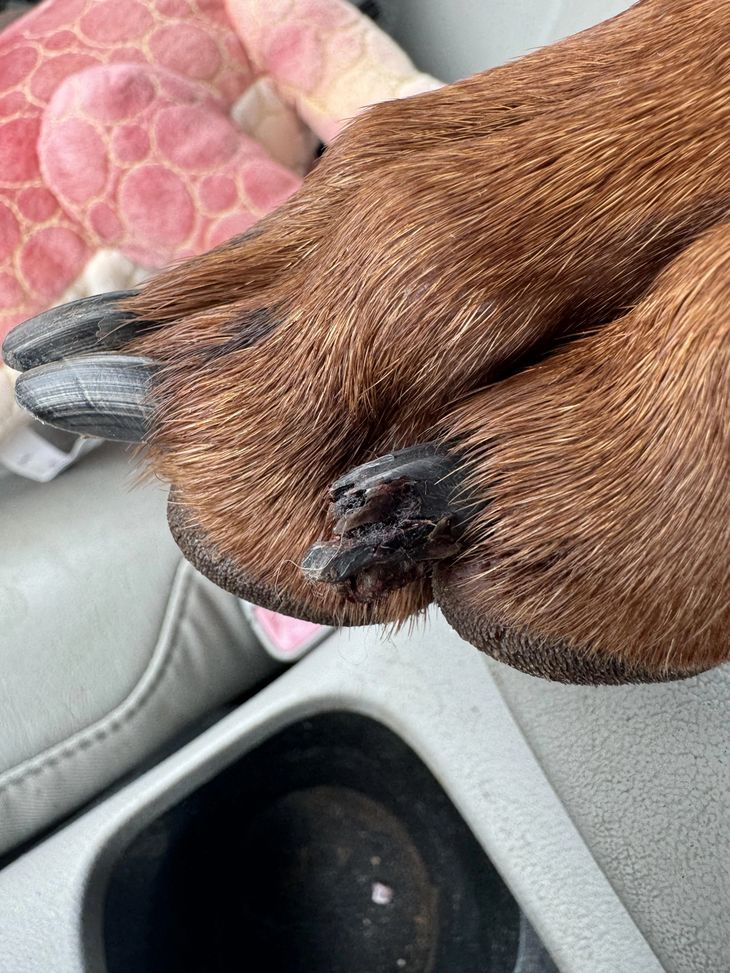 dog nail dislocated toe joint trauma evaluation
