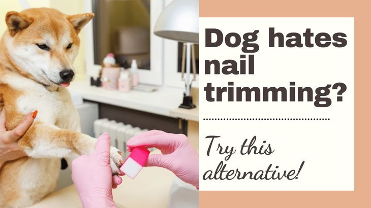 dog hates nail trim