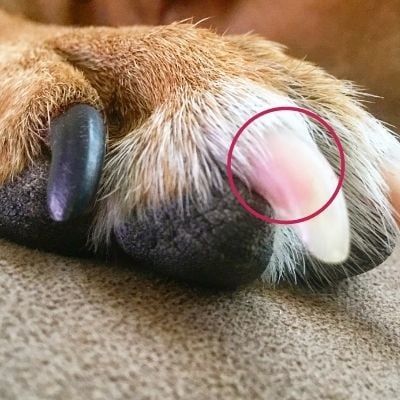Dog lost toenail from chewing