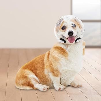 dog muzzle for nail trimming