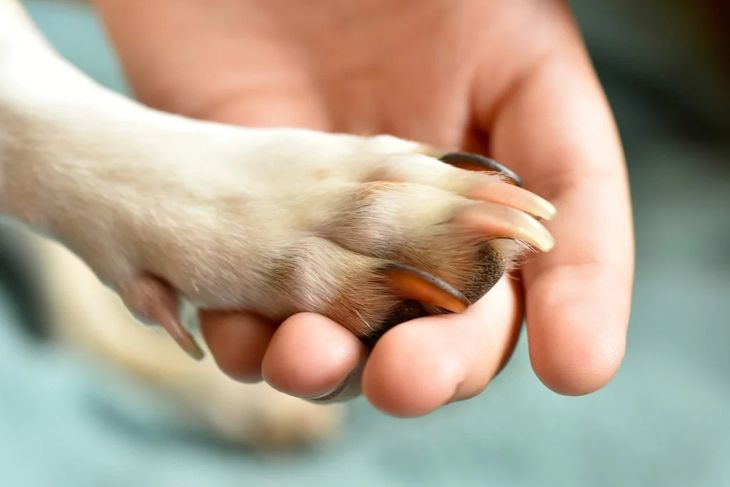 dog nail bed infection home care and safety measures