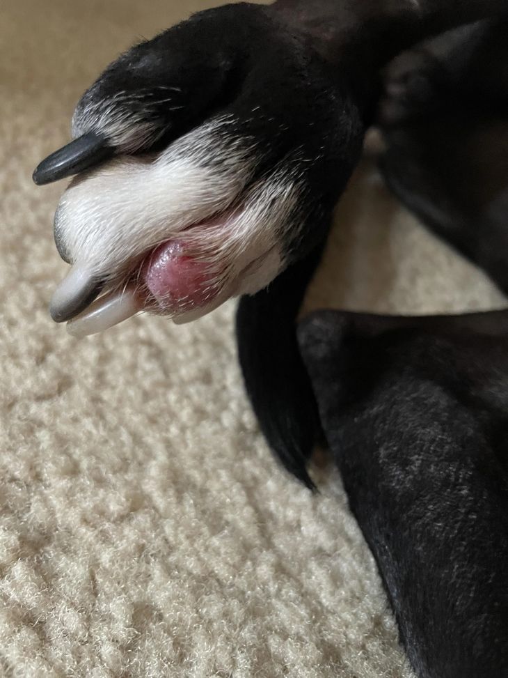 Anatomy of dog nail bed infection and swollen cuticle base