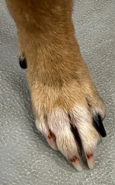 dog nail bed yeast infection pictures showing inflamed tissue