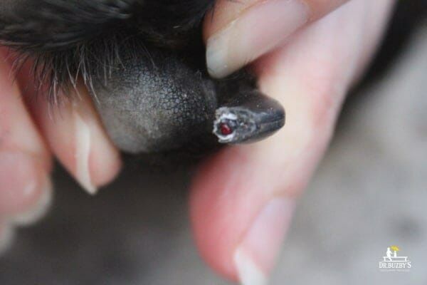 dog nail bleeding at base